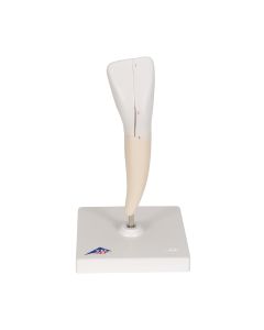 Lower Incisor Tooth Model (2 part) [Pack of 1]
