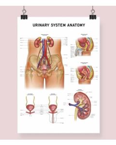 Urinary System Anatomy Fine Art Framed Print With Mount  A1 White [Pack of 1]