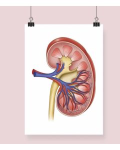 Kidney Anatomy Fine Art Illustration Framed Print (No Mount ) None A2 [Pack o f 1]