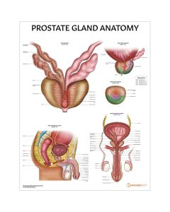 Prostate Anatomy Chart / Poster - Laminated [Pack o f 1]
