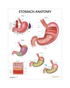 Stomach Anatomy Chart / Poster - Laminated [Pack of 1]