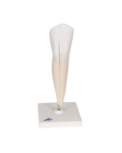 Lower Canine Tooth Model (2 part) [Pack of 1]