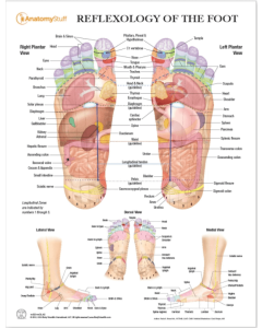 Reflexology of the Foot Chart / Poster - Laminated [Pack of 1]