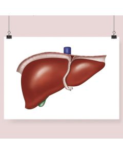 Liver Anatomy Fine Art Illustration Print No Frame A2 [Pack of 1]