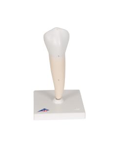 Lower Single-Root Pre-Molar Tooth Model [Pack of 1]