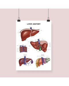 Liver Anatomy Fine Art  Framed Print (No Mount ) White A4 [Pack of 1]