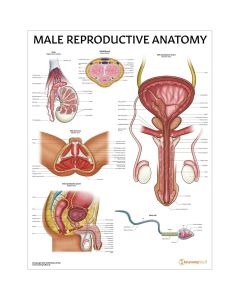 Male Reproductive Anatomy Chart / Poster - Laminated [Pack of 1]