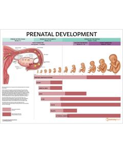 Prenatal Development Chart / Poster - Laminated [Pack of 1]