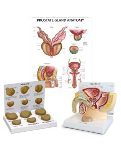 Prostate Anatomy & Pathology Collection [Pack of 1]