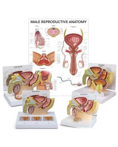 Male Reproductive System Anatomy & Pathology Collection [Pack of 1]