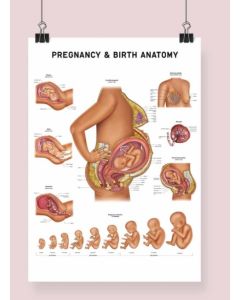 Pregnancy & Birth Anatomy Fine Art Print Framed Print (No Mount ) Black A1 [Pack of 1]