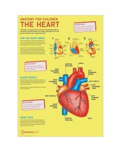 Anatomy for Children The Heart Poster [Pack of 1] 