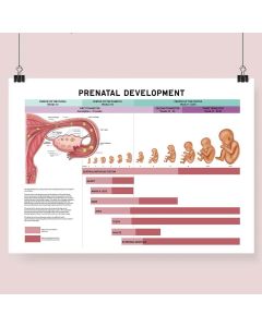 Prenatal Development Fine Art Print No Frame A1 [Pack of 1]