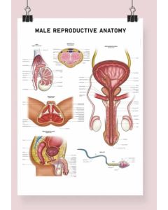 Male Reproductive Anatomy Fine Art Framed Print  (no Mount ) Black A1 [Pack of 1]