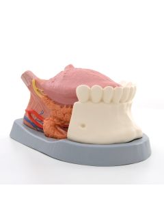 Tongue Anatomy Model (2.5 times life size) [Pack of 1]
