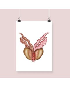 Prostate Anatomy Fine Art Illustration Framed Print (no Mount ) Natural Wood A1 [Pack of 1]