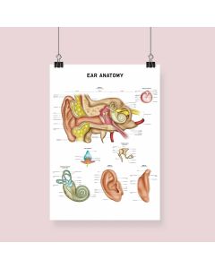 Ear Anatomy Fine Art Framed Print (no Mount ) A2 Black [Pack of 1]