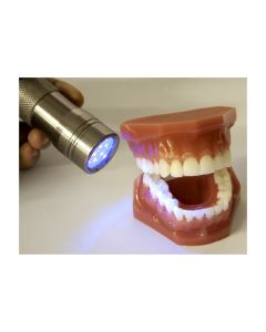 Plaque Hunter Dental Demonstration Model [Pack of 1]