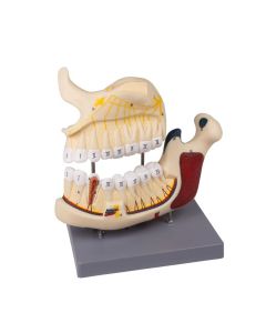 Numbered Upper and Lower Jaw Model [Pack of 1]