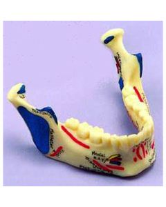 Painted Lower Jaw Model [Pack of 1]