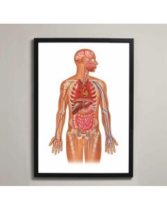 Organs of the Body Fine Art Illustration Framed  Print with Mount White A1 [Pack of 1]