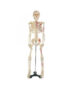 Mr. Thrifty Painted & Numbered Skeleton Model [Pack of 1]