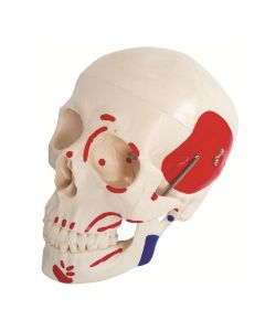 Skull Model (3 Part) with Painted Muscles [Pack of 1]