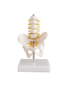 Mini Lumbar Spine Model with Pelvis [Pack of 1]