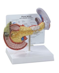 Pancreas, Spleen and Gallbladder Anatomical Model [Pack of 1]