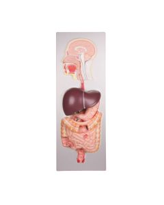 Digestive System Model (5 part) [Pack of 1]