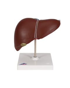Liver with Gall Bladder Model [Pack of 1]