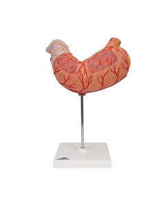 Stomach Model (2 part) [Pack of 1]