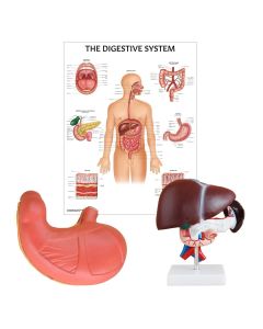 Digestive System Anatomy Collection [Pack of 1]