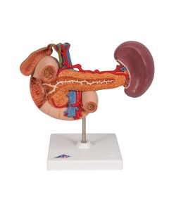 Stomach Model with Gastric Band [Pack of 1]