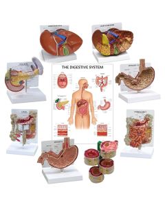 Digestive System Anatomy & Pathology Collection [Pack fo 1]