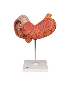 Stomach Anatomical Model (3 part) [Pack of 1]