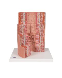 MICROanatomy Digestive System Model (X 20 enlarged) [Pack of 1]