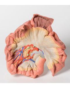 Bowel 3D Printed Anatomy Model (Portion of Jejenum) [Pack of 1]