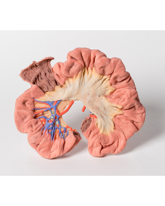 Bowel 3D Printed Anatomy Model (Portion of Ileum) [Pack of 1]