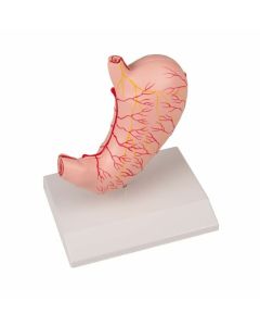 Stomach Model (2 part) 1 [Pack of 1]
