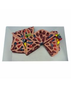 Liver Lobule Model [Pack of 1]
