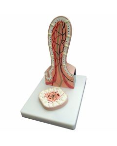 Villus Model (2 part) [Pack of 1]