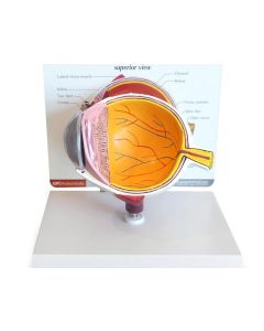 Cutaway Eye Model [Pack of 1]