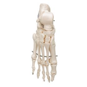 Foot Skeleton Model (wire mounted) [Pack of 1]