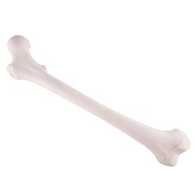 Femur Bone Model 1 [Pack of 1]