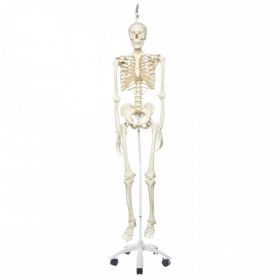 Stan Skeleton Model on Hanging Stand [Pack of 1]