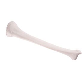 Tibia Bone Model 1 [Pack of 1]