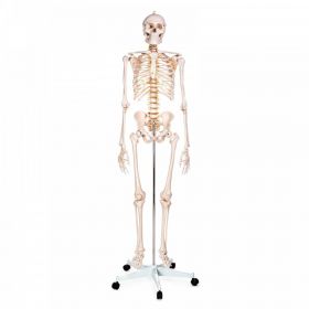 Budget Life size Skeleton Model with Female Pelvis [Pack of 1]