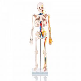 Budget Half Size Skeleton Model with Nerves and Blood Vessels [Pack of 1]
