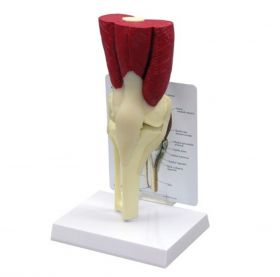 Knee Joint Model with Muscles [Pack of 1]